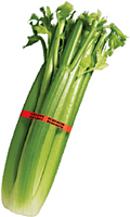 Standard Imprinted PLU Bands
